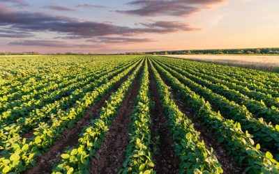 Cómo se está utilizando la IO para la agricultura australiana en 2019
