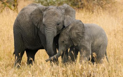 Cómo la tecnología de la IO está ayudando a los guardas forestales africanos a proteger a los elefantes en peligro de los cazadores furtivos