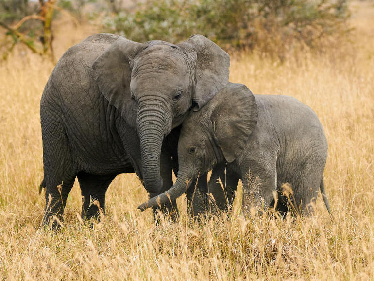 Cómo la tecnología de la IO está ayudando a los guardas forestales africanos a proteger a los elefantes en peligro de los cazadores furtivos