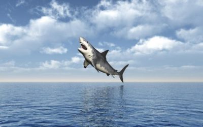 Cómo el programa de televisión Shark Tank puede guiar el proceso de investigación de su proyecto